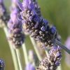 lavender essential oil 5ml