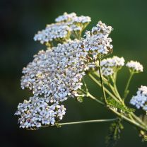 yarrow essential oil 5ml