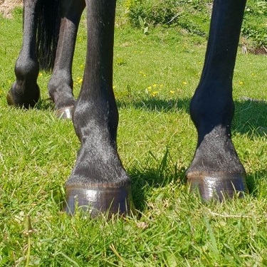 hoof care