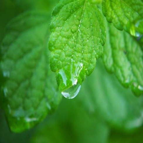 plant magic gels