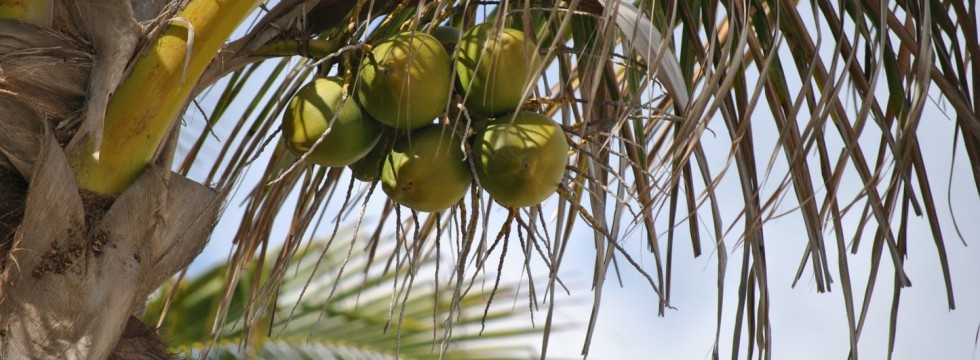 getting clean with coconut